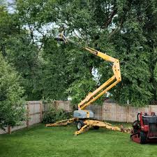 Leaf Removal in Battlement Mesa, CO