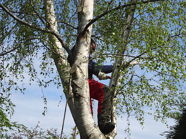 Professional Tree Services in Battlement Mesa, CO