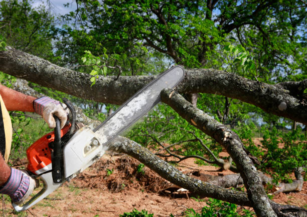 How Our Tree Care Process Works  in  Battlement Mesa, CO